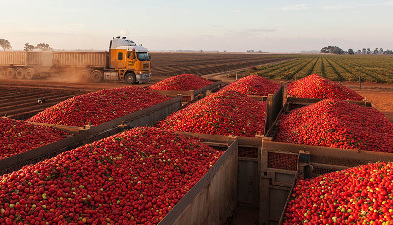 Tomato bins