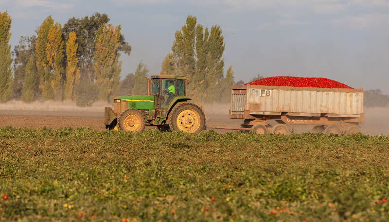 Tomato harvest 3