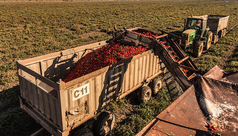 Tomato harvest