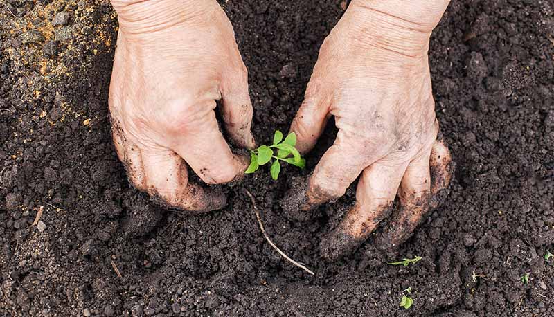 Planting Tomato