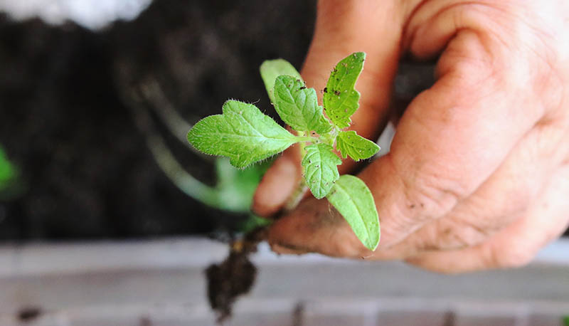 Tomato Seeding