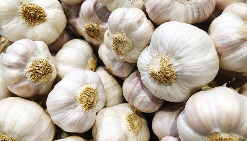 Garlic growing