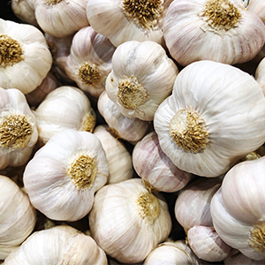 Kagome Garlic