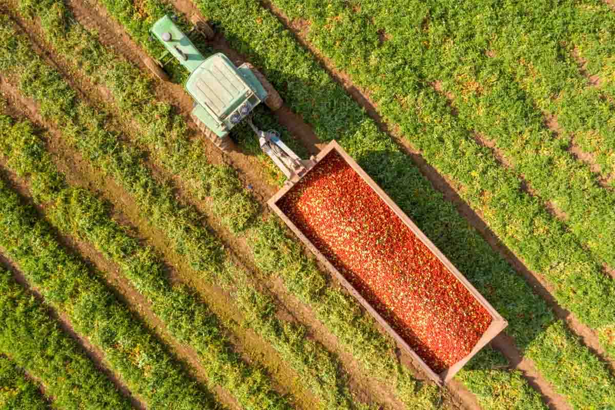 kagome harvest aerial