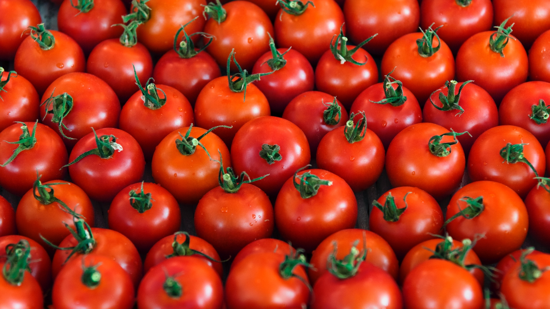 gmo-free-tomatoes