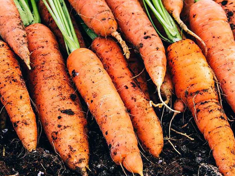Fighting Food Waste One Carrot At A Time Kagome Australia